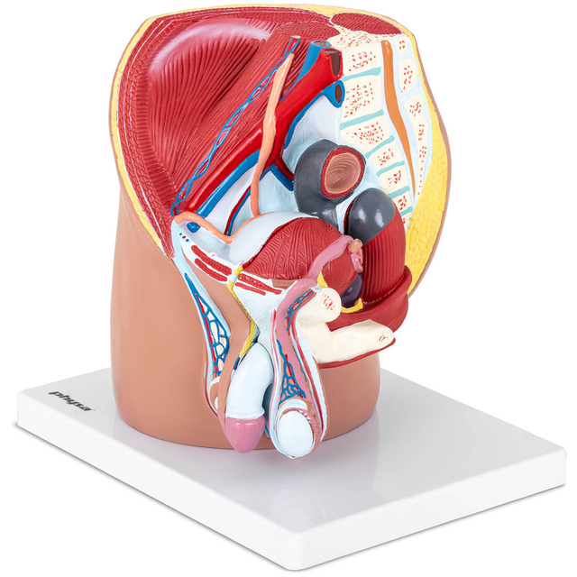 Model anatomiczny miednicy męskiej 3D w skali 1:1