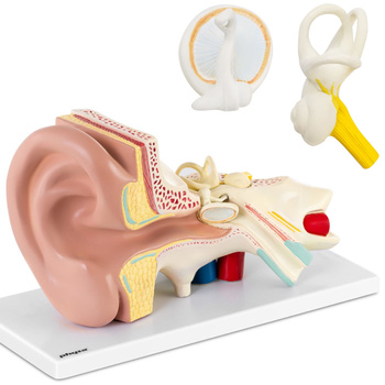 Model anatomiczny 3D ucha człowieka z wyjmowanymi elementami skala 3:1