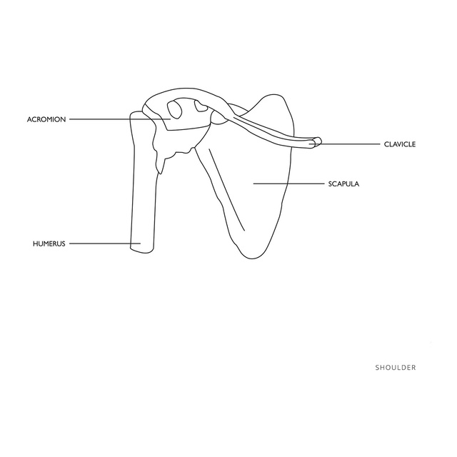 Model anatomiczny stawu barkowego w skali 1:1